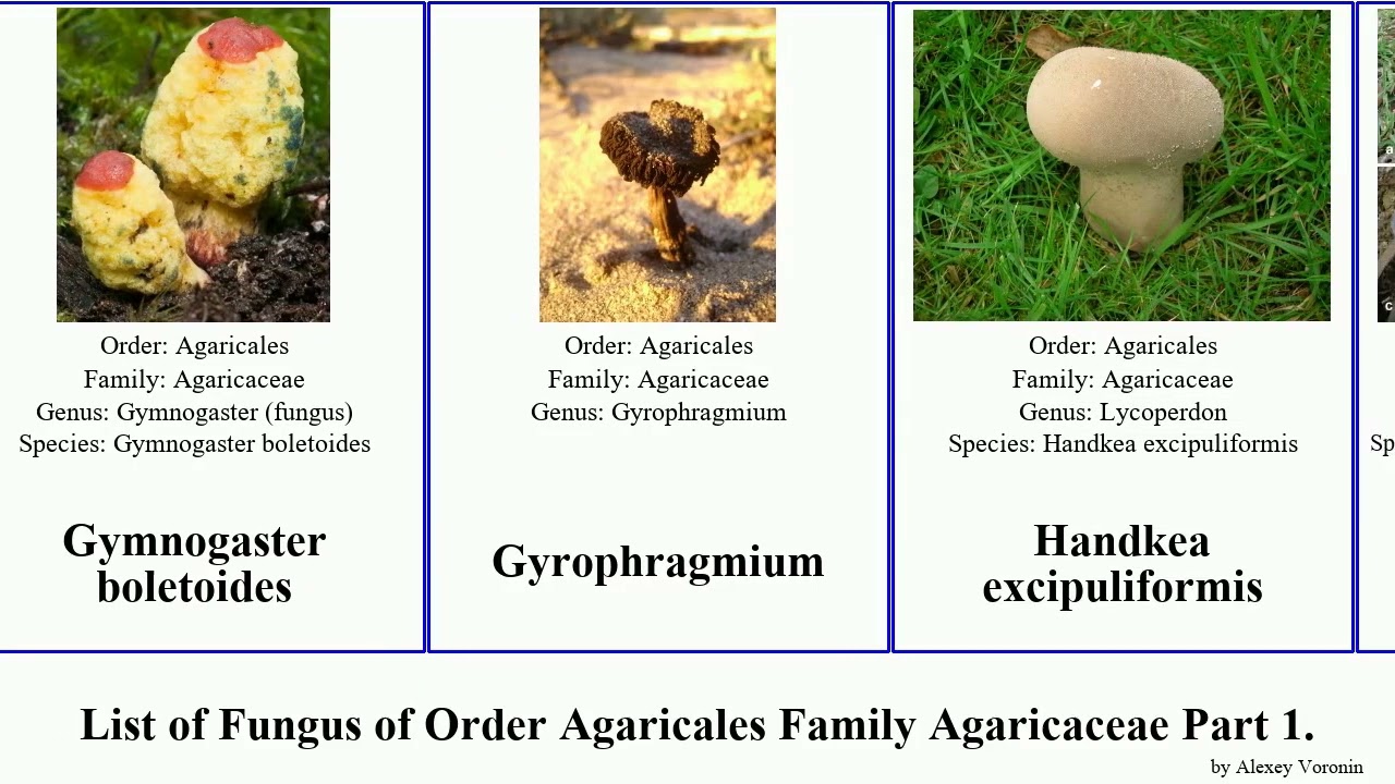 List of Fungus of Order Agaricales Family Agaricaceae Part 2. lepiota leucoagaricus cystoderma wig