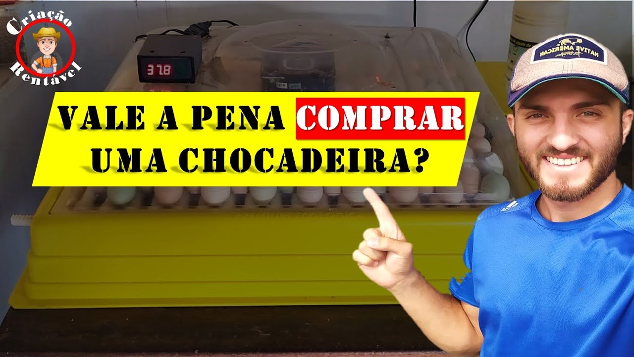 Vale a pena comprar uma chocadeira? Vantagens e desvantagens.