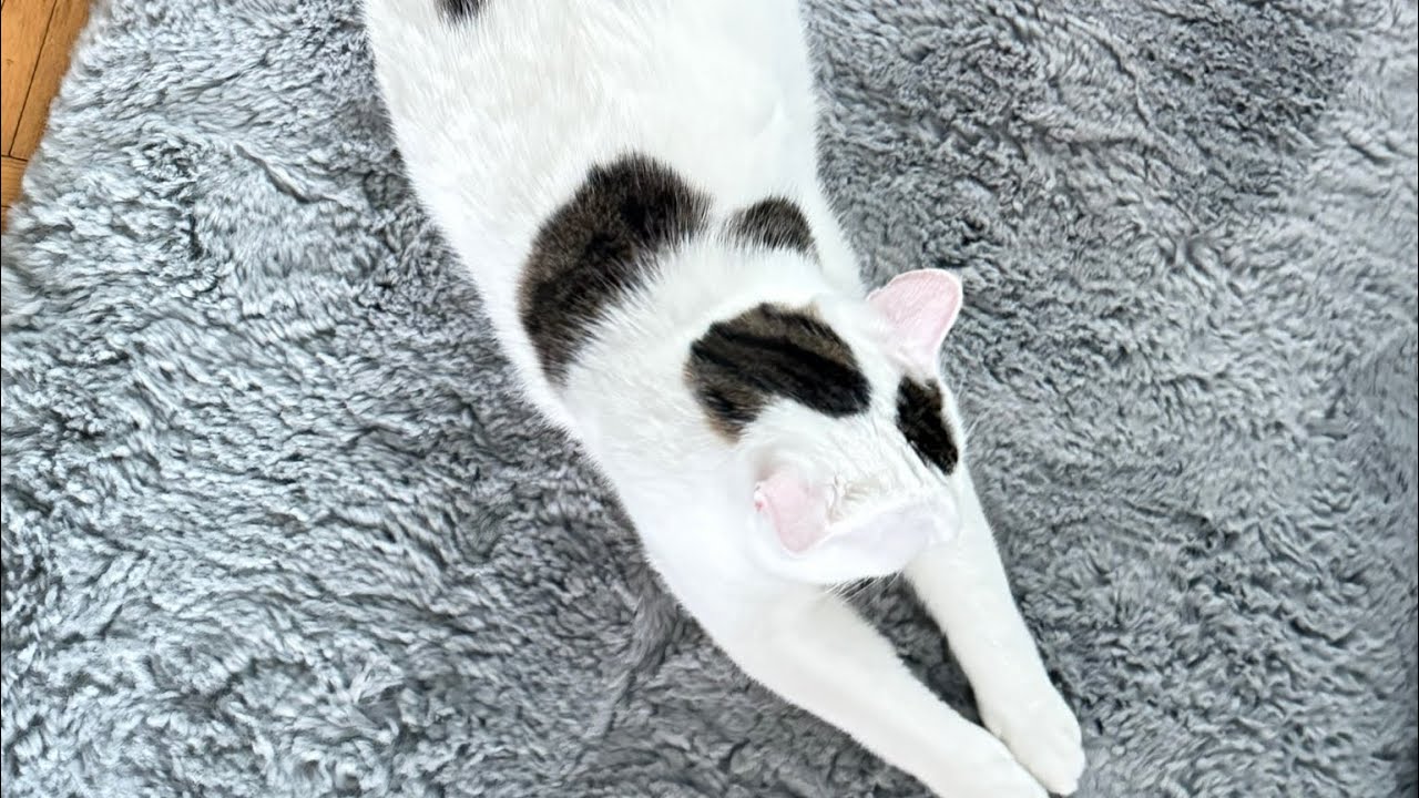 🔴 Endless Cat Chaos LIVE ♾️ You Won&rsquo;t See the Beginning or the End