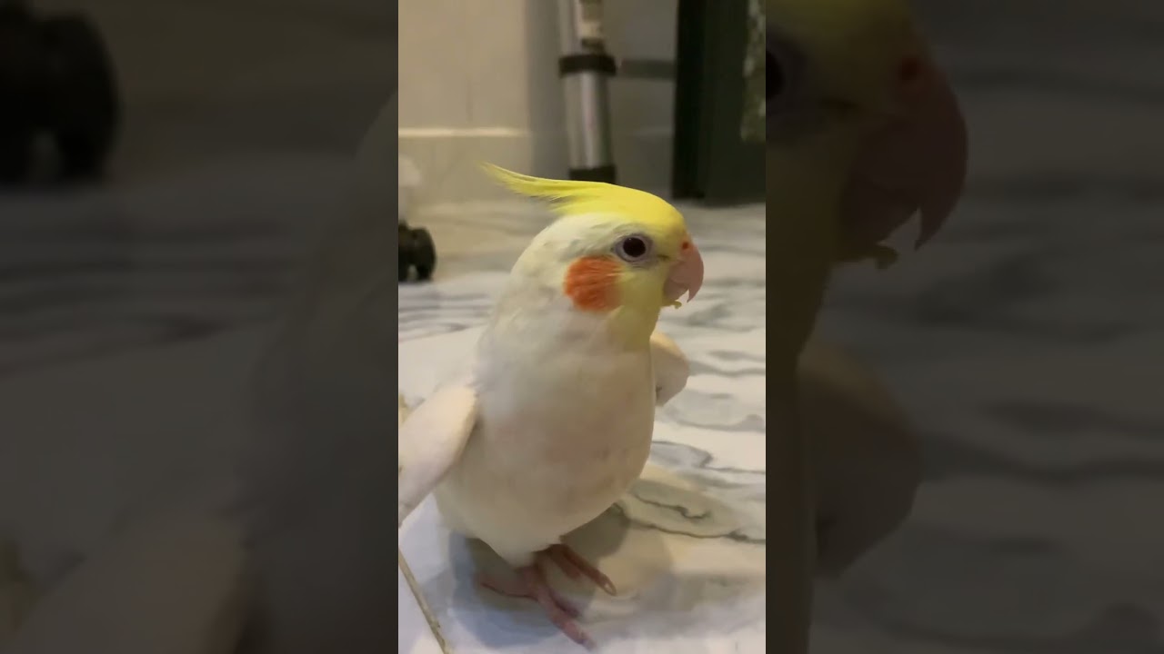 Một em Bé hay dỗi hờn .Chỉ là chưa kịp cho ẻm ăn thôi á chèn ơi🤣🤣🤣🤣🤣 #cockatiel #pets #pet