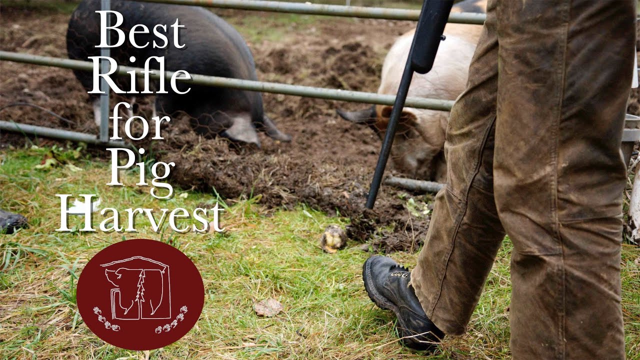 Choosing the Right Rifle Cartridge for a Holistic Pig Harvest
