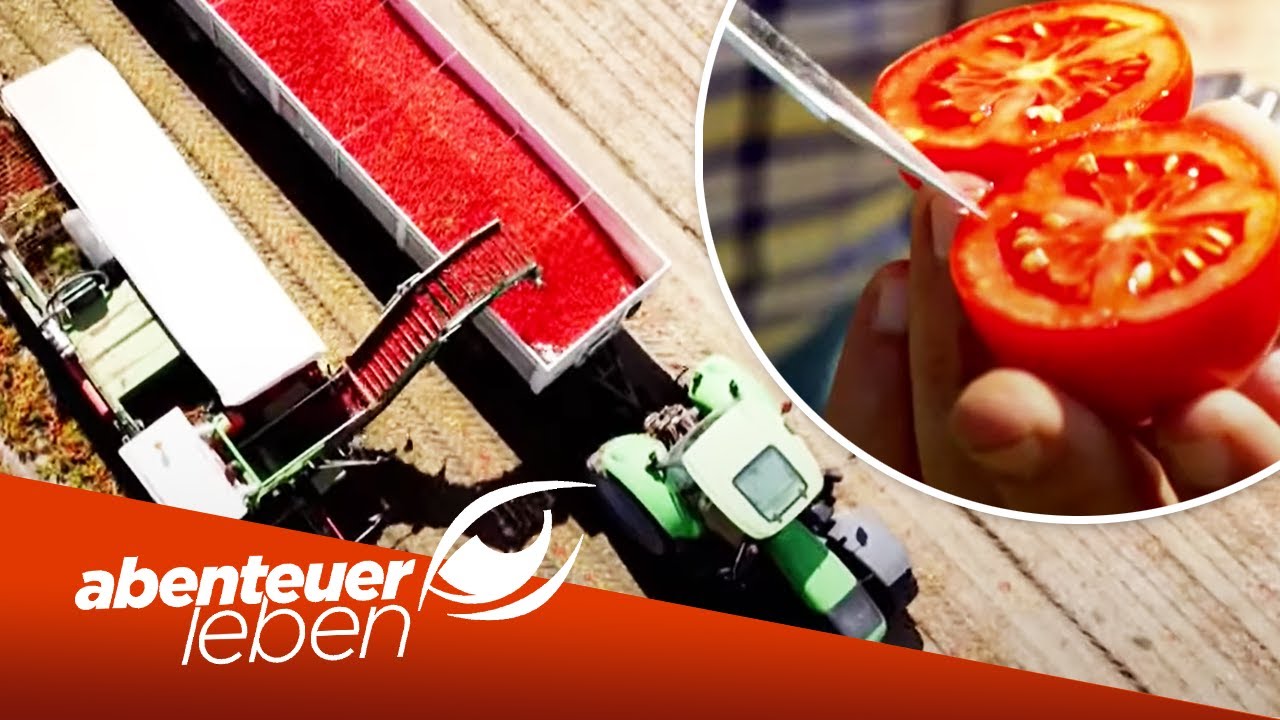 Das Geheimnis der besten Tomate der Welt | Abenteuer Leben | Kabel Eins