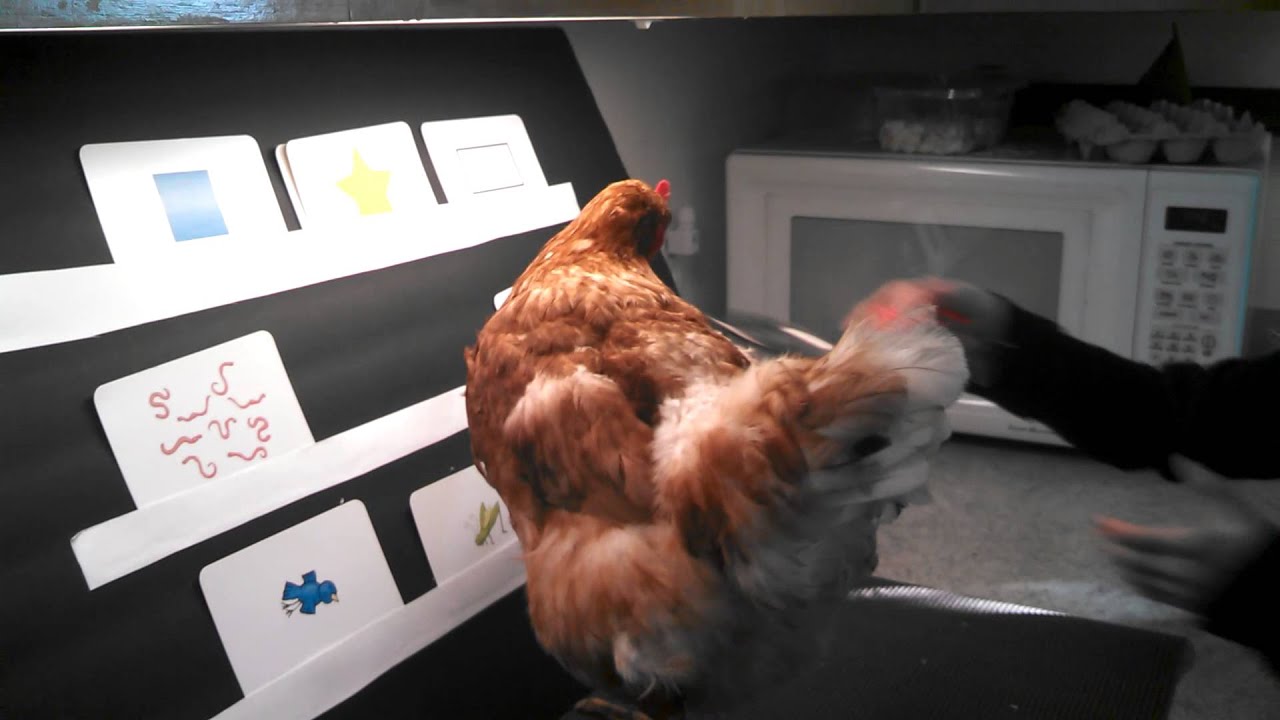 This Chicken is a Star! Clicker-Trained Chicken.