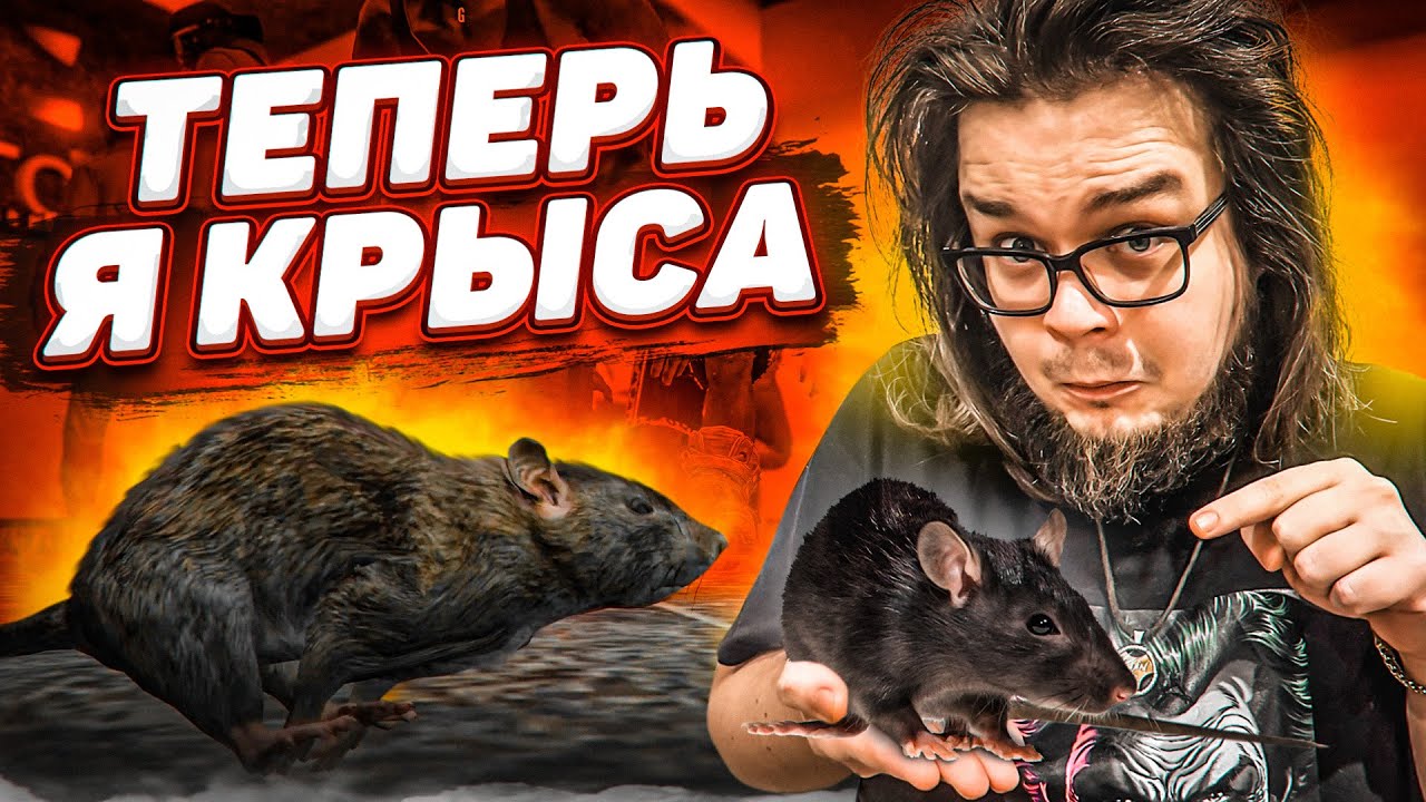Я СТАЛ НАСТОЯЩЕЙ КРЫСОЙ! ДВЕ КРЫСЫ УСТРОИЛИ БЕЗУМИЕ НА ВОЕННОЙ БАЗЕ! ПРАНК НАД ИГРОКАМИ! (GTA 5 RP)