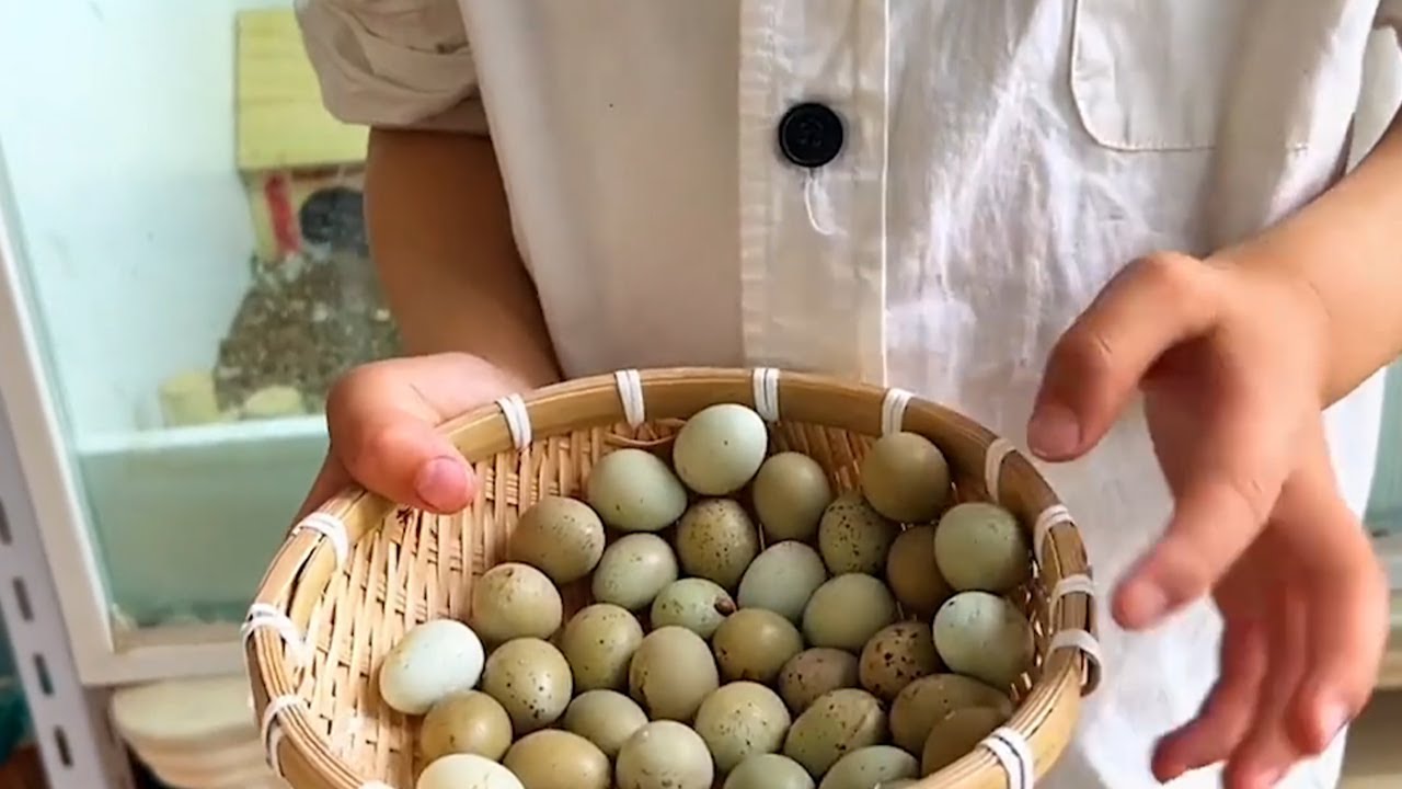 Home Quail Breeding | Quail laying Eggs | quail Farming