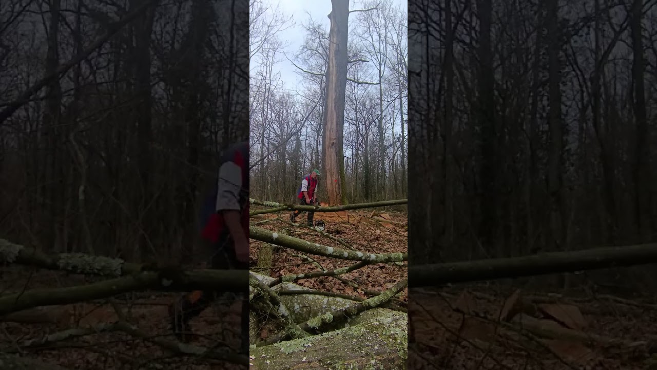 Hrast 130cm HŠ slatina Stihl500i