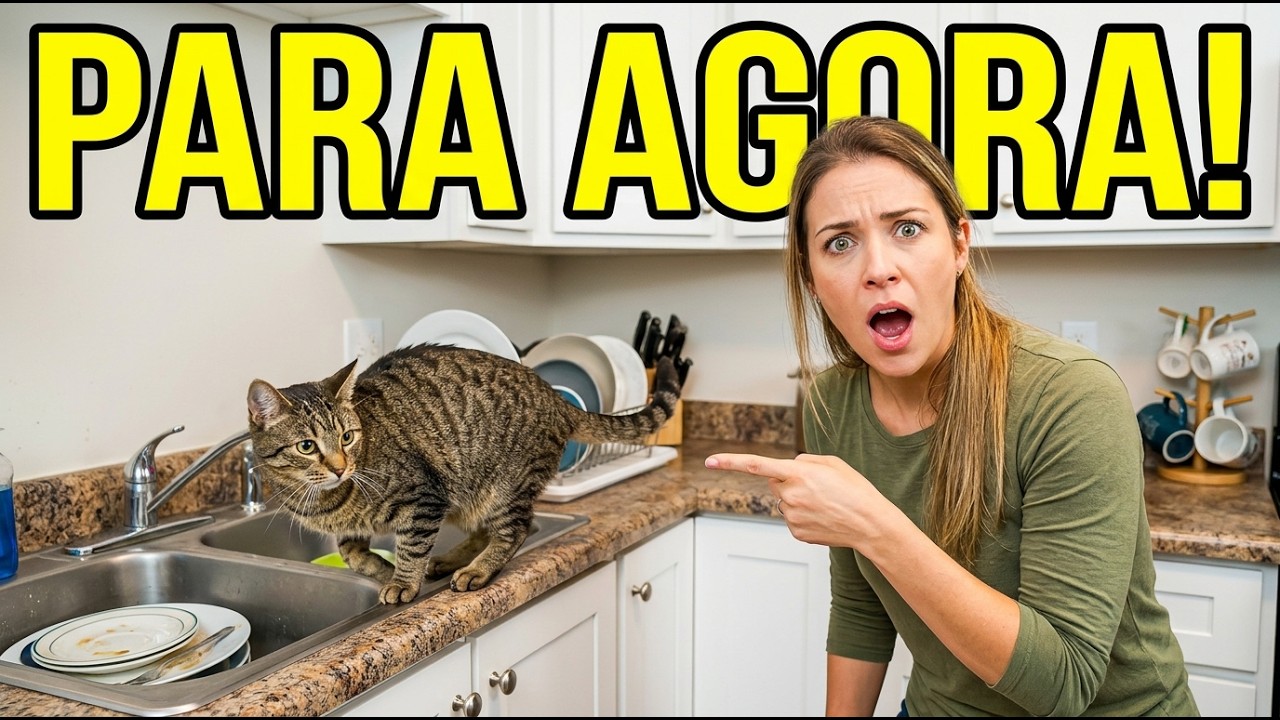 DICAS para o GATO NÃO subir, não pular na PIA, na MESA... - Gatil Hauser