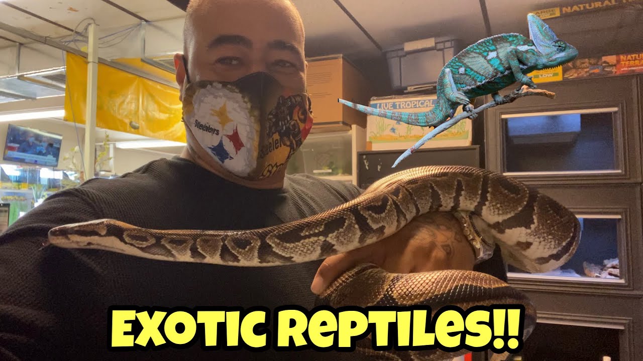 LARGEST selection of “EXOTIC REPTILES” *OLDEST STORE IN CENTRAL FLORIDA*