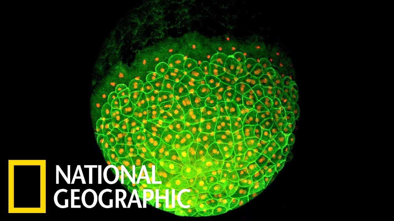 看一顆細胞如何發展成複雜生物《國家地理》雜誌