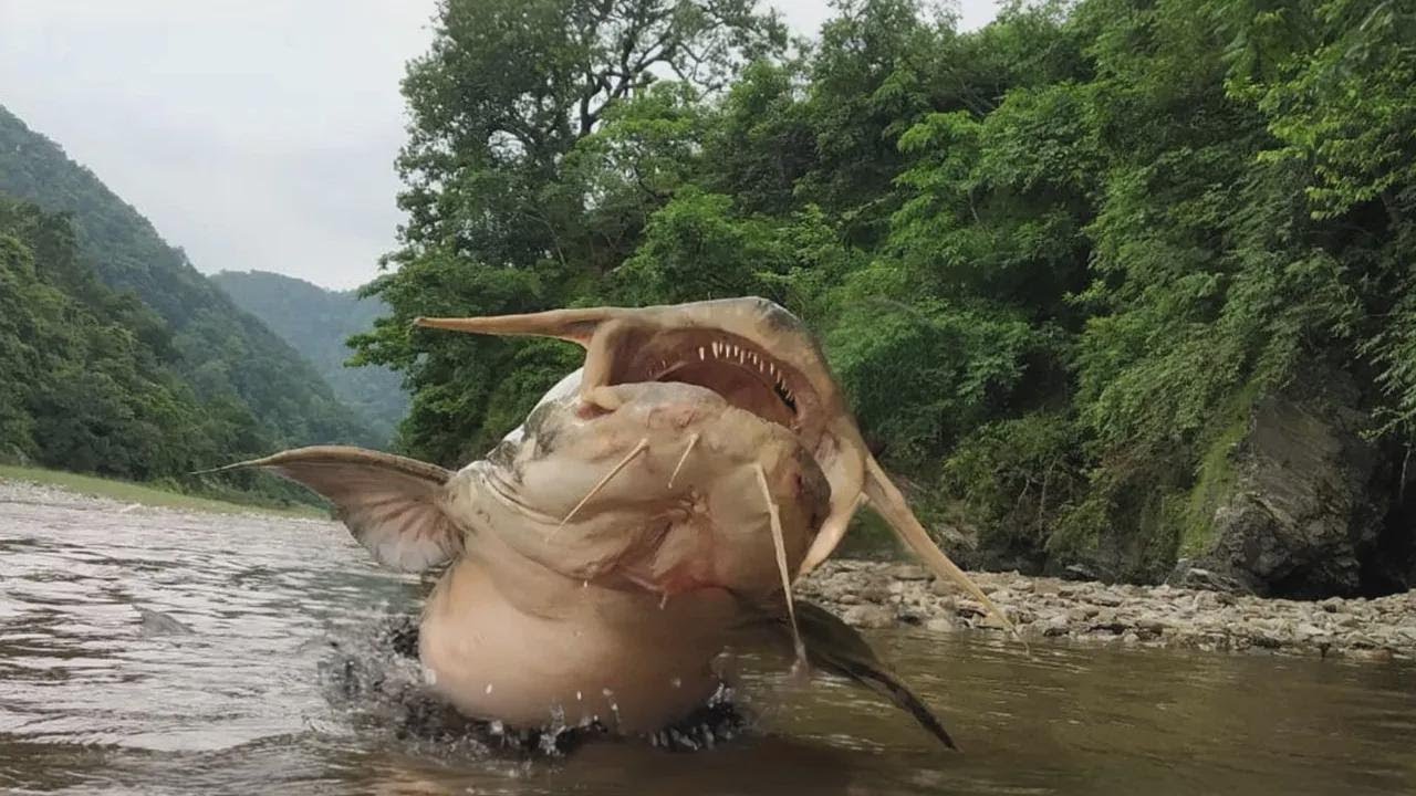 Il mostro del fiume Goonch si nutre di resti umani bruciati!