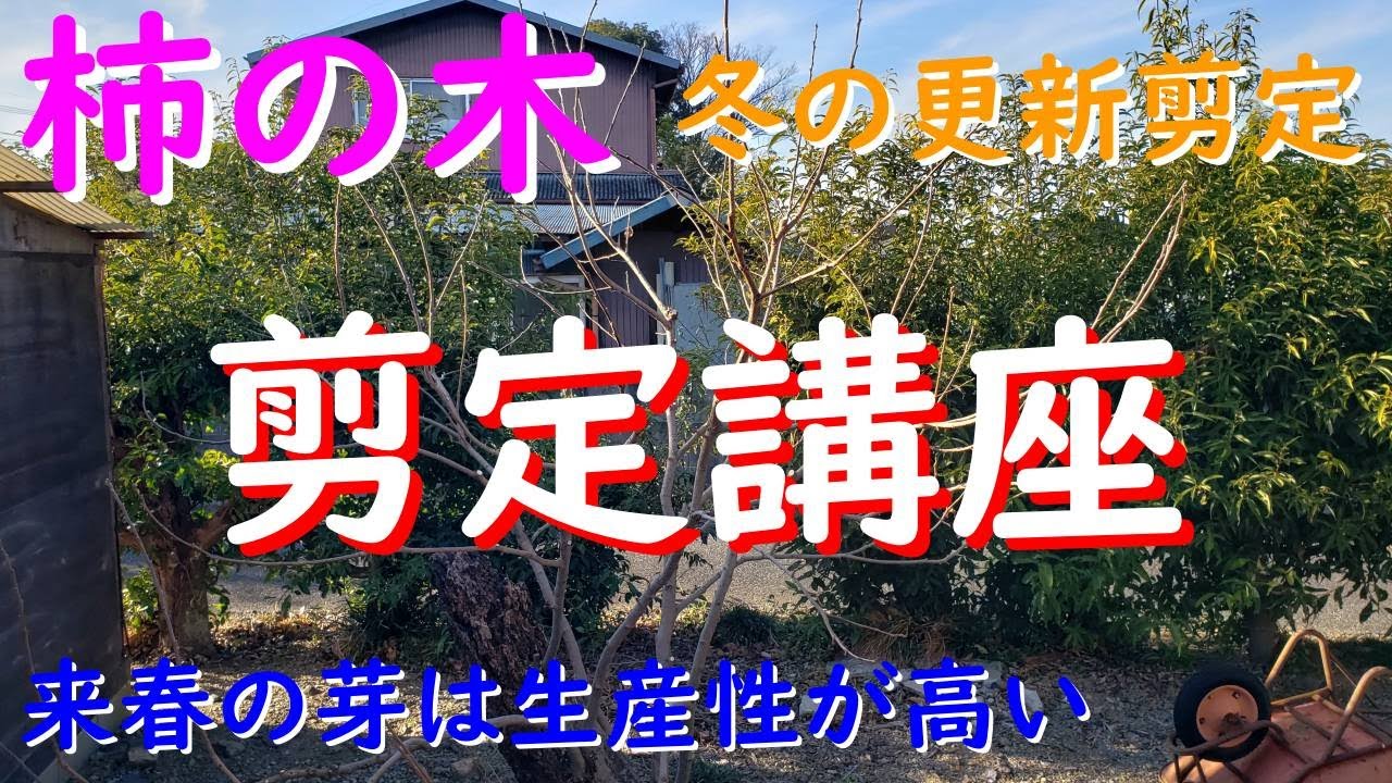 柿の木剪定講座（切り方、時期、注意点、ポイント）解説と実演