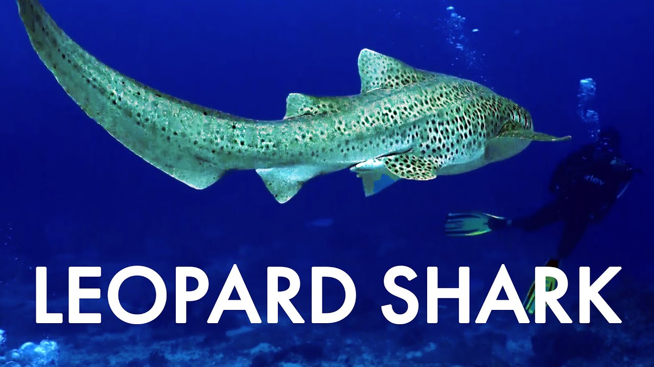 World's BEST DIVE RESORT | Sipadan Alone | Travel Ep 286