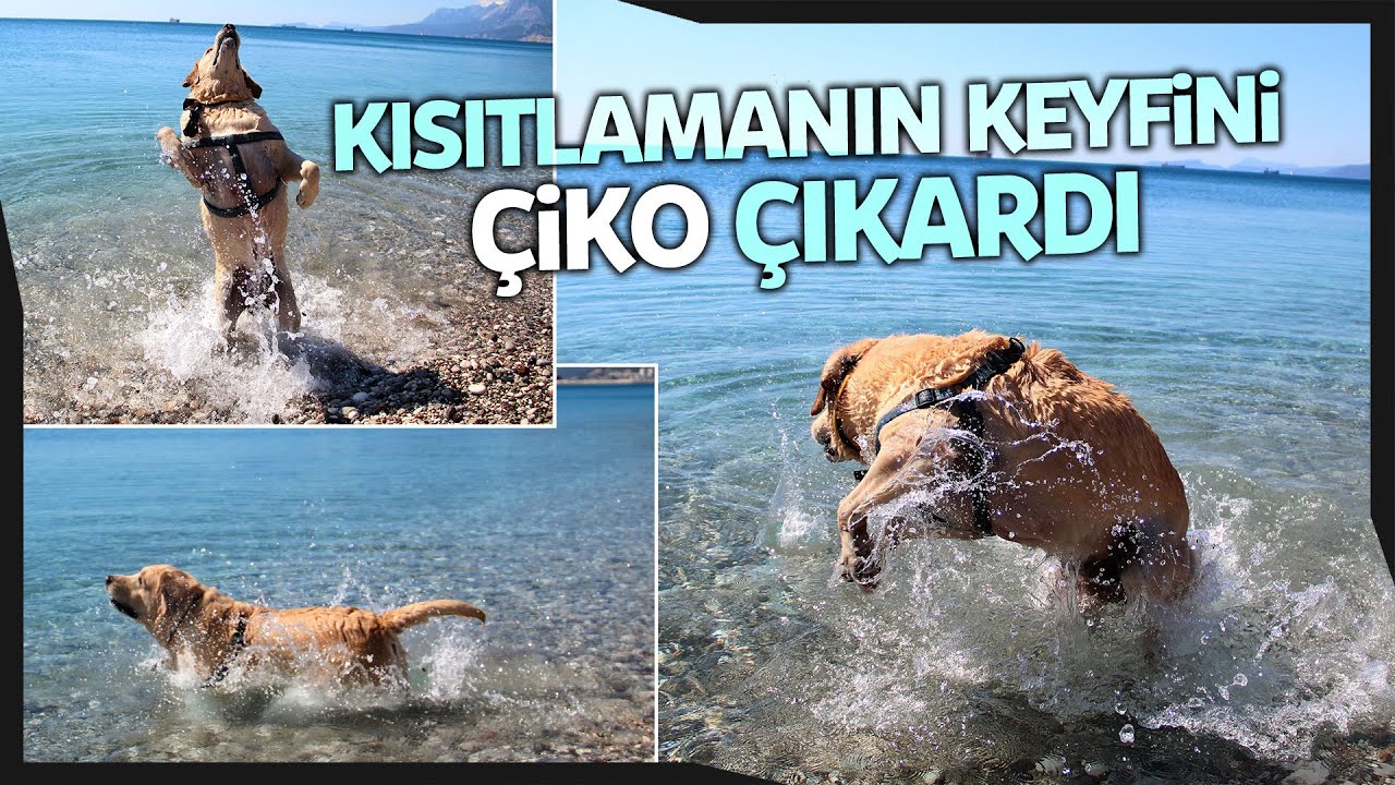Arama Kurtarma Köpeği Çiko, Bomboş Sahilde Koşturup Saatlerce Yüzdü