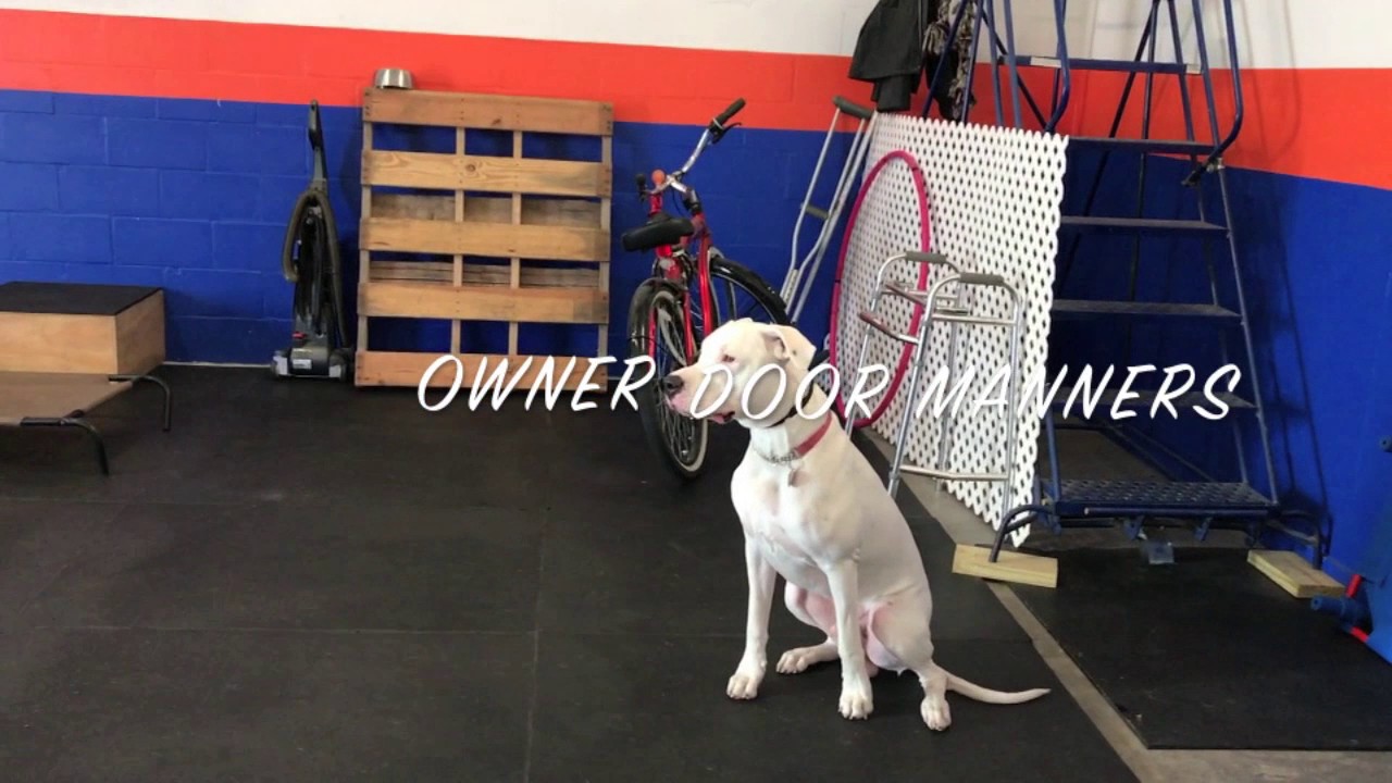 1 Year Old Dogo Argentina 