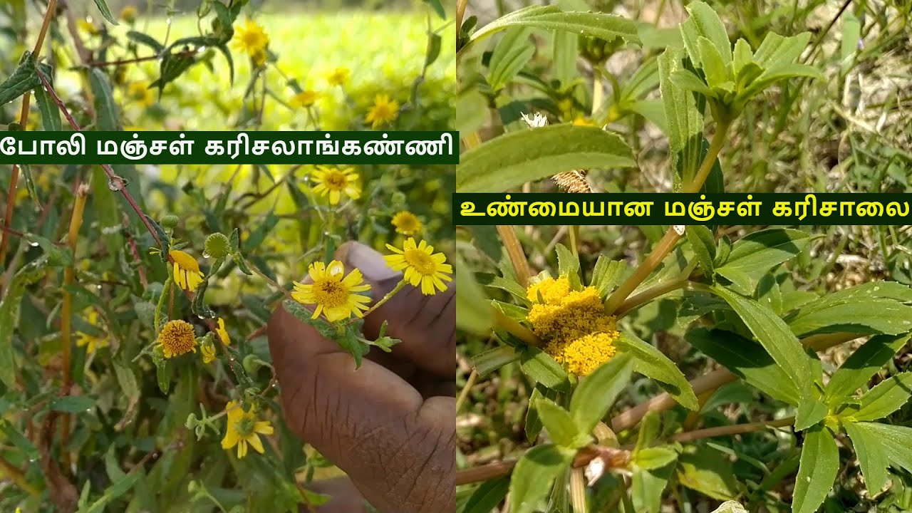 அசல் மஞ்சள் கரிசாலை போன்று இருக்கும் போலி செடிகள் | All Fake Plants Reviews | மஞ்சள்/வெள்ளை கரிசாலை