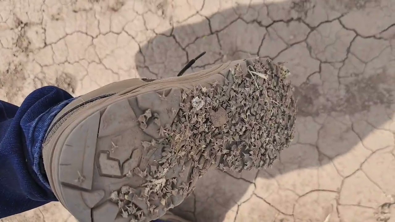 Unknowningly spread of  invasive species  (Tribulus zeyheri - Kalahari devil's thorn) in Rangelands