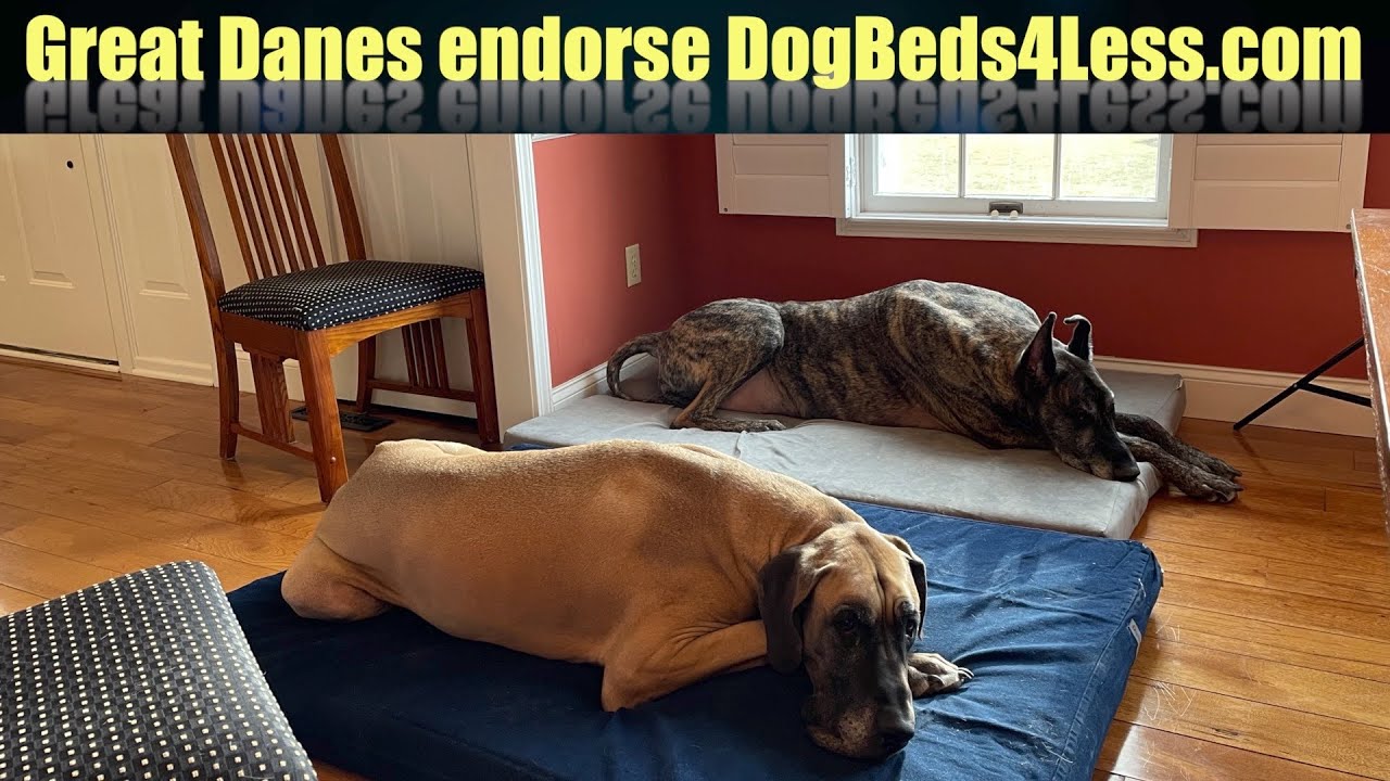 Great Danes Endorse DogBed4Less.com