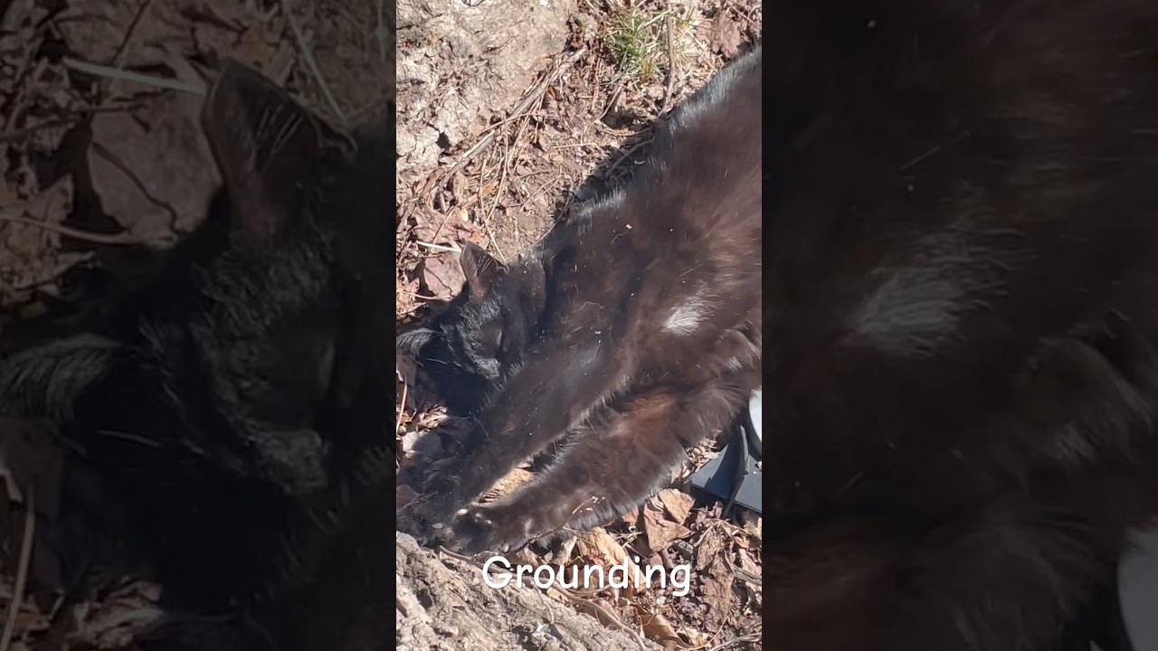 Grounding with Isis 🐈&zwj;⬛ #nature #grounding #cat #tree #energy