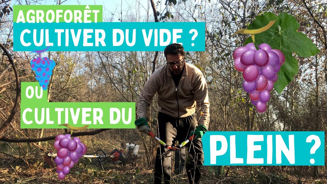 Sculpter une vigne en agroforêt tempérée