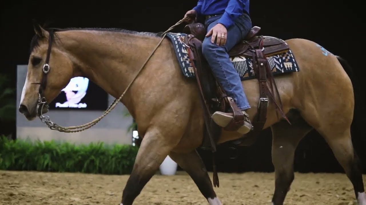 Ride the Wave Premier Horse Sale Recap