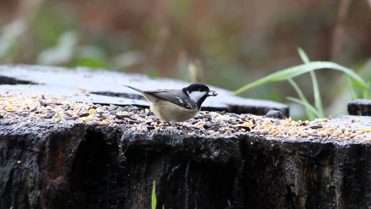 Birds on film in Devon England