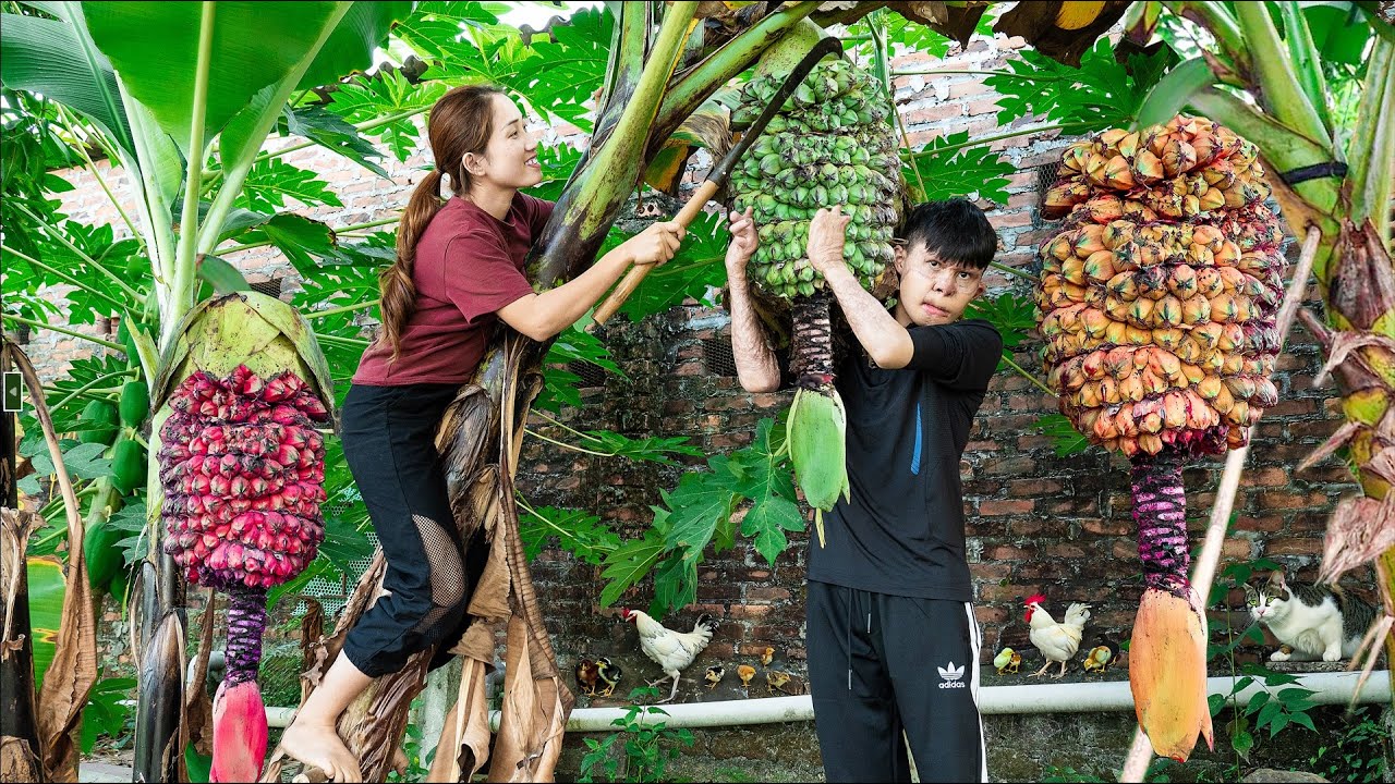 Harvest LONELY BANANA Goes to the market sell - L&yacute; Thị Hoa