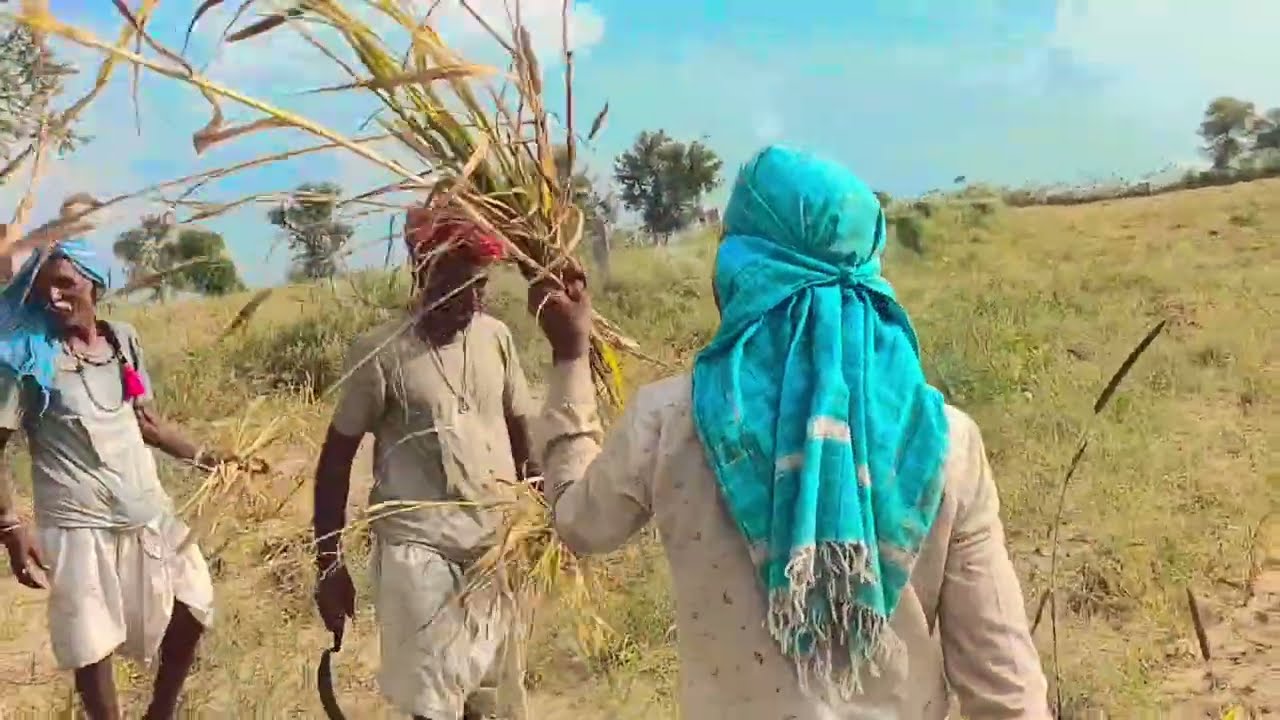 मारवाड़ की देसी ला नाश्ते गाते बाजरी कटिंग करते हुए 2025