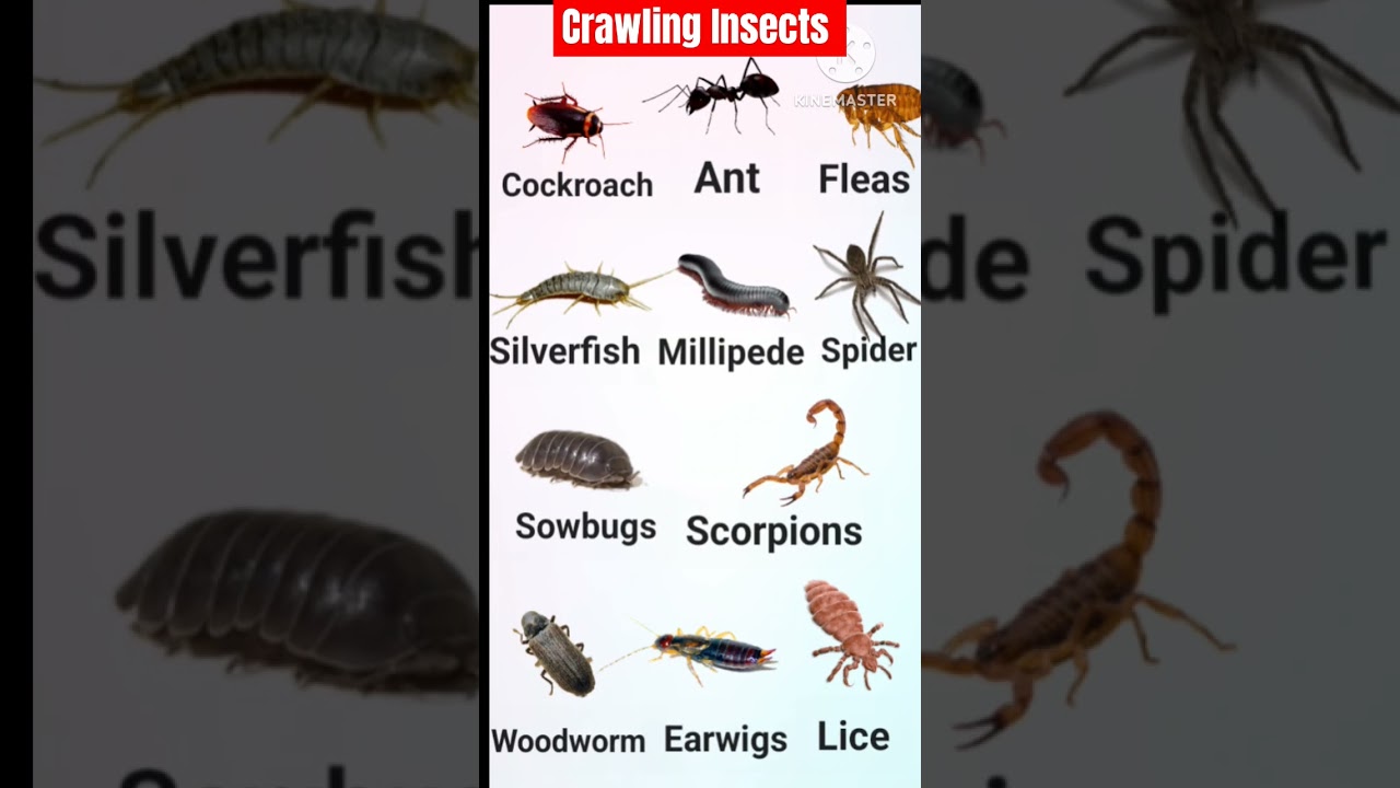 Crawling Insects name in english|Insects name #insects #shortsvideo #shorts