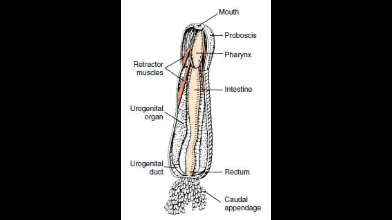Phylum Priapulida