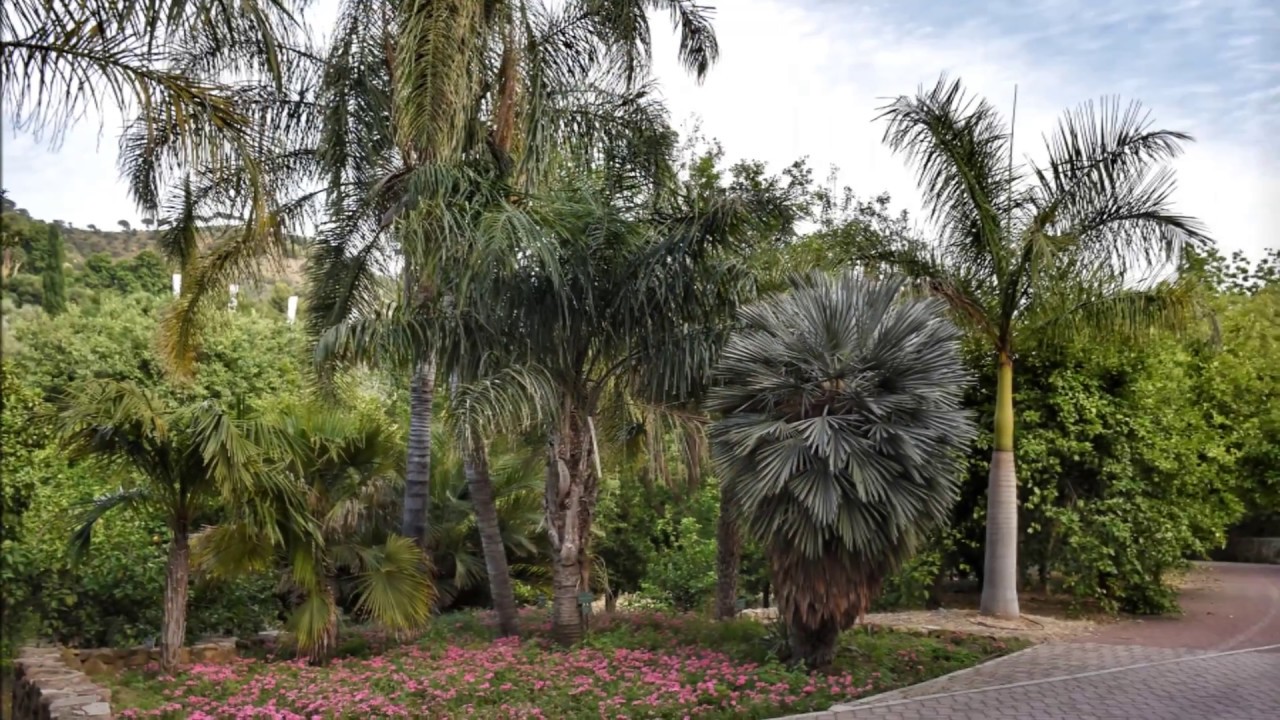 Málaga. Jardín Botánico Concepción II