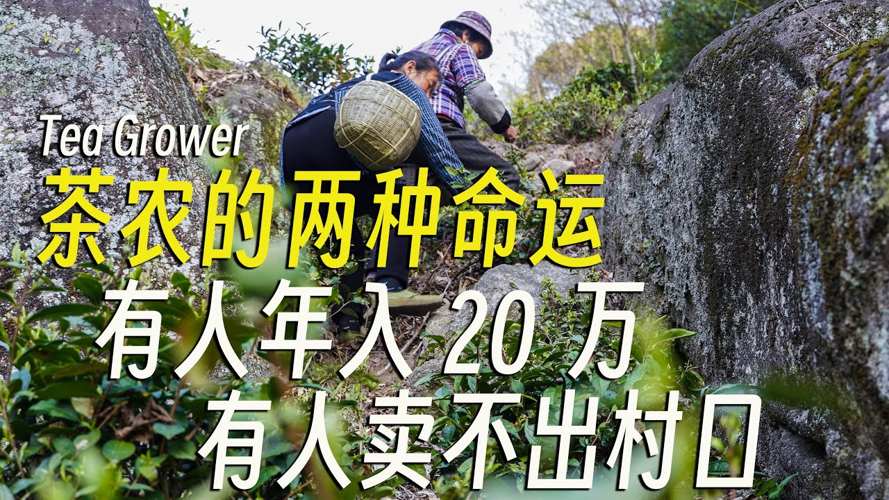 高山茶贵如黄金，茶农却命运殊途？High mountain tea is as precious as gold, but tea farmers have a different fate?