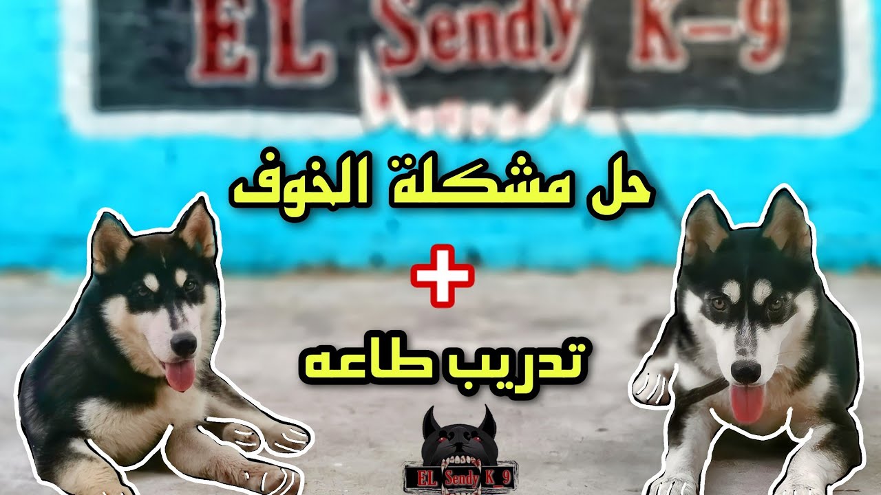 مشكلة الخوف وتدريب الطاعه