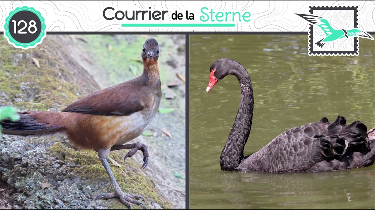 CDLS#128 : Les maitres des hair ( Ménure d'Albert et Cygne noir)