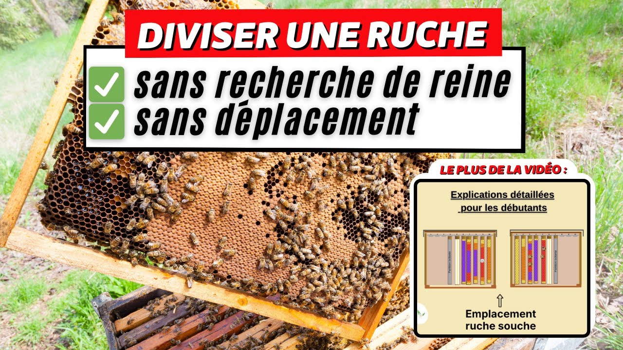 Diviser une ruche sans chercher la reine : méthode facile ! 🐝