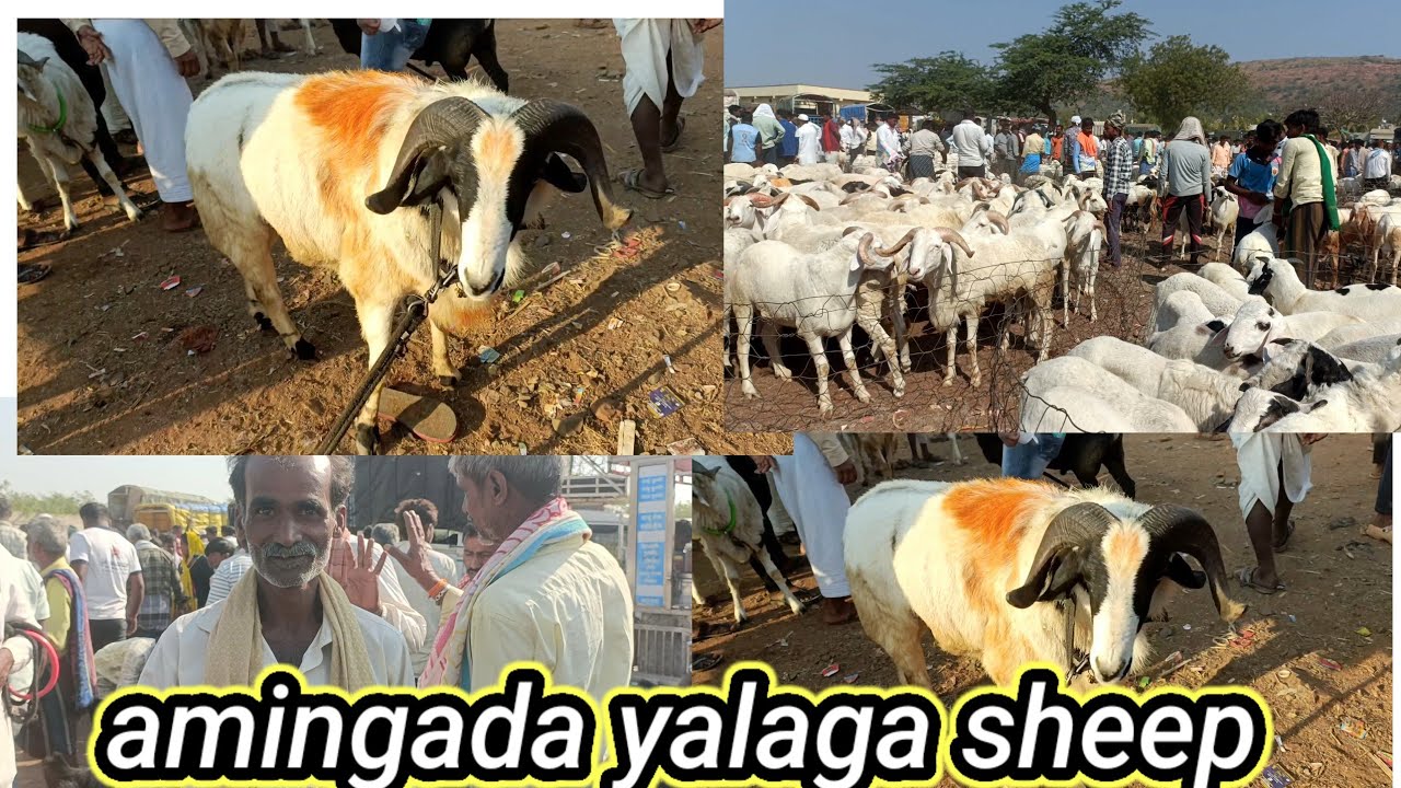 new sheep amingada amingada amigada yalaga yalaga yalagasheep amingada