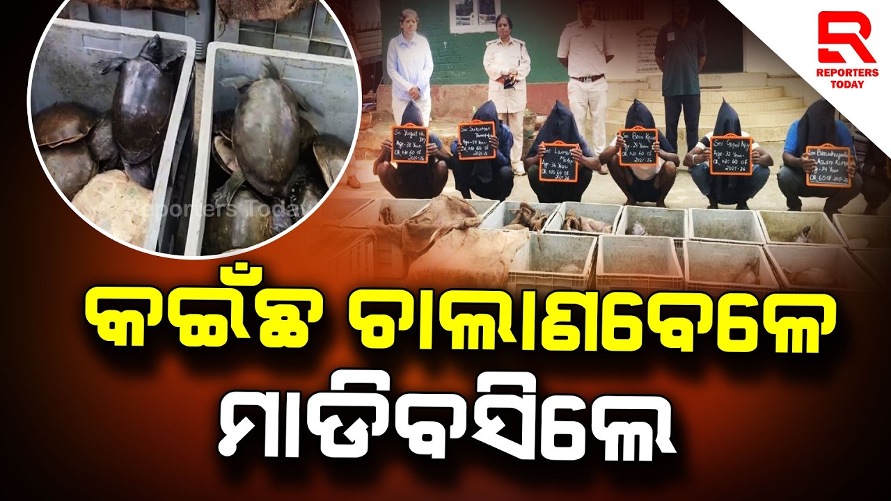 ୪୭୦ କଇଁଛ ଉଦ୍ଧାର ସହ ଚାଲାଣକାରୀଙ୍କୁ ଧରିଲା ବନ ବିଭାଗ || Turtles Rescued In Malkangiri