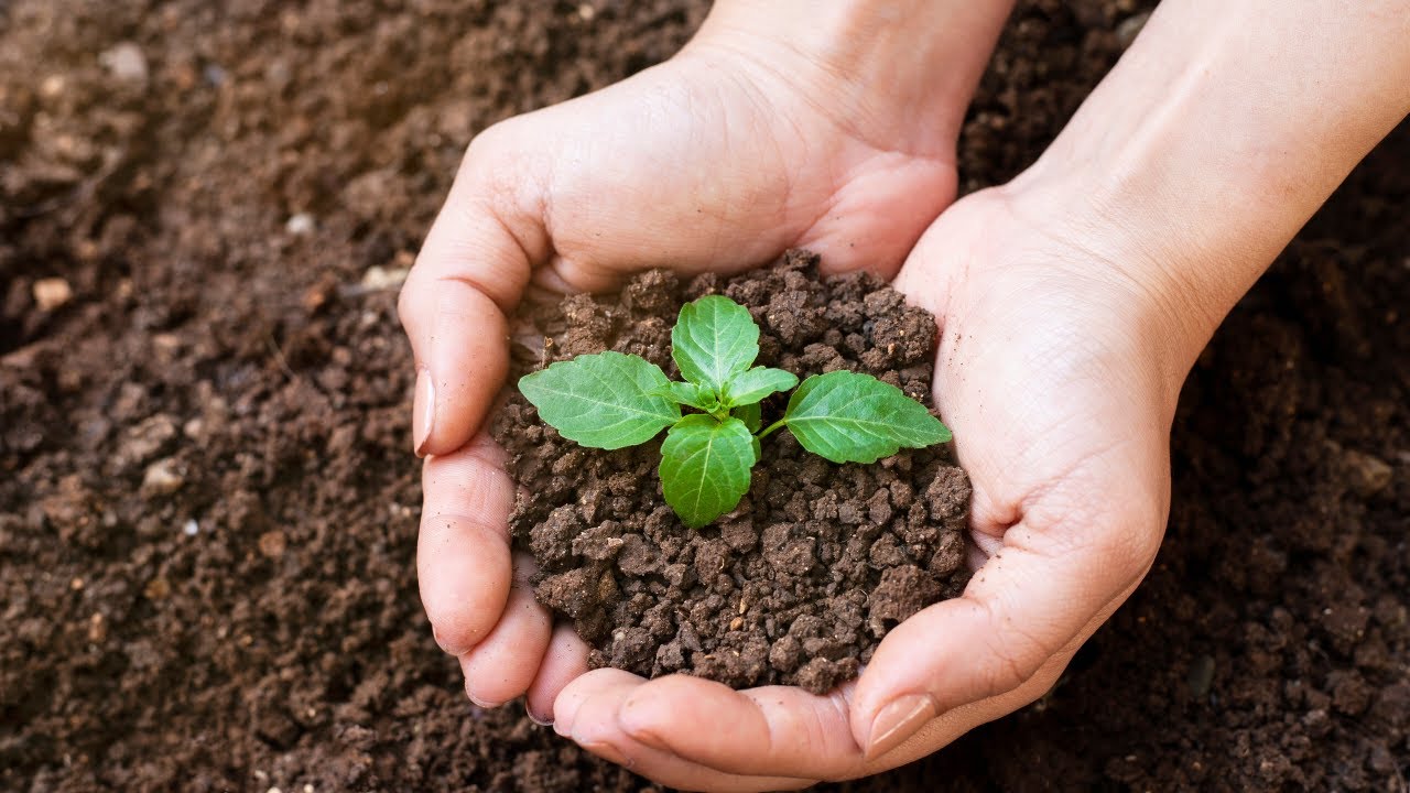 Importance of soil for plants, microbes and insects