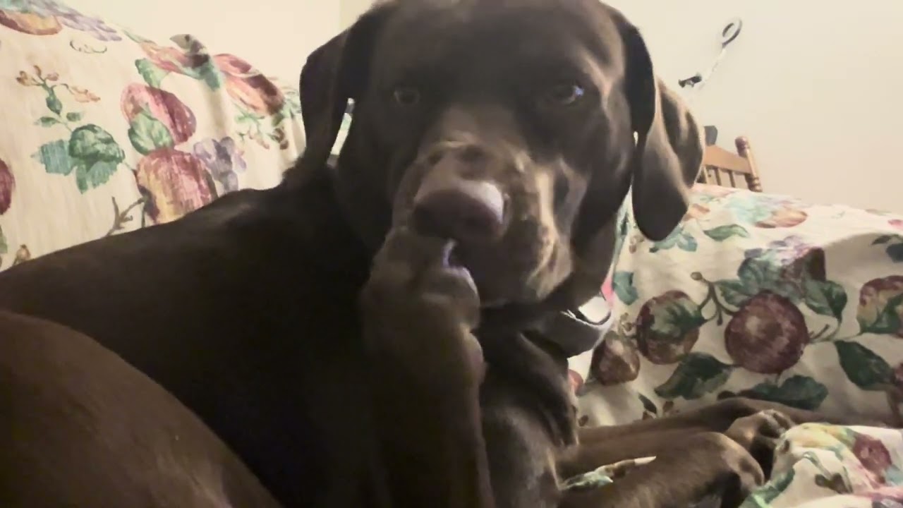 Dog has nail biting habit & this time she’s biting her toenails. Reese the doggo must be feeling