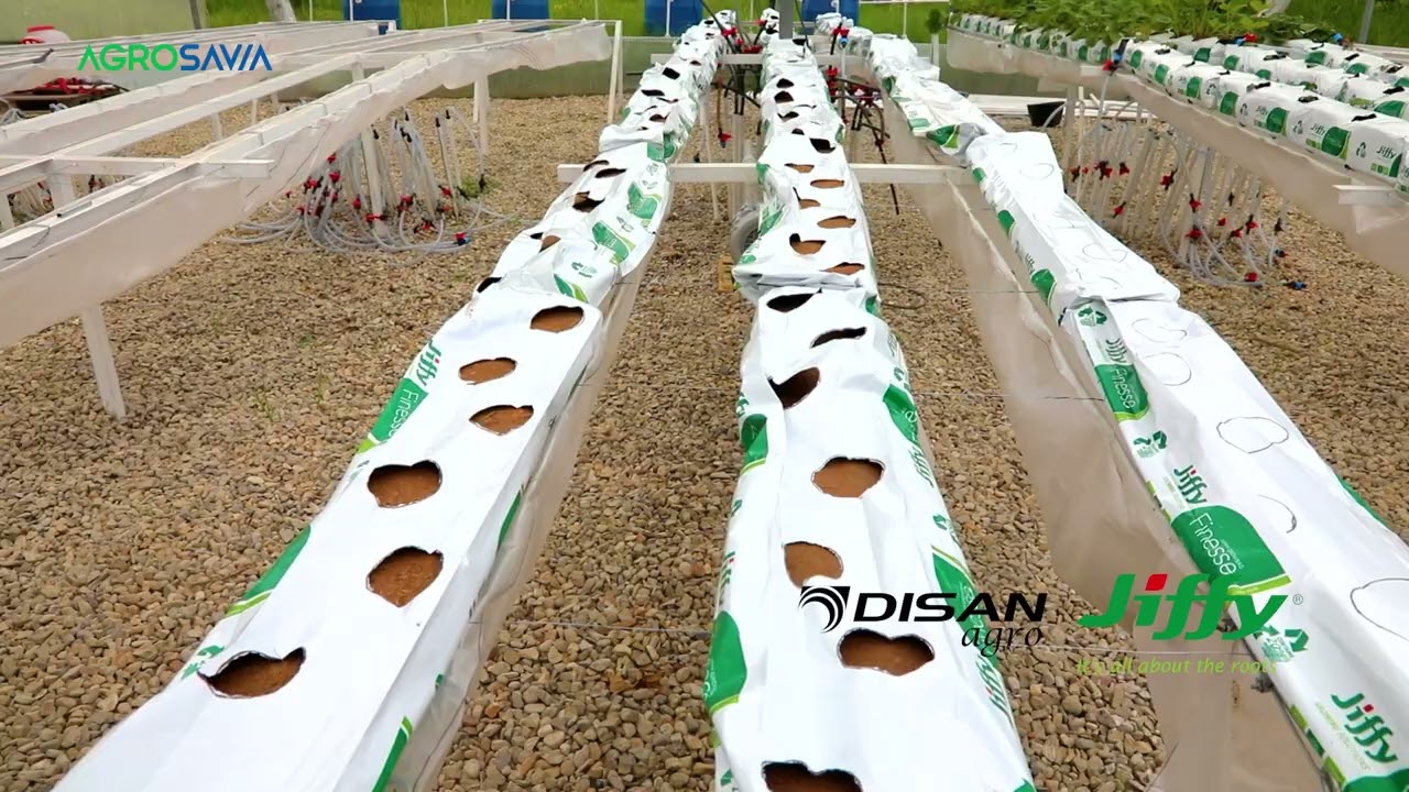 Infraestructura y Tecnología para el Cultivo sin Suelo de Fresas en Invernadero