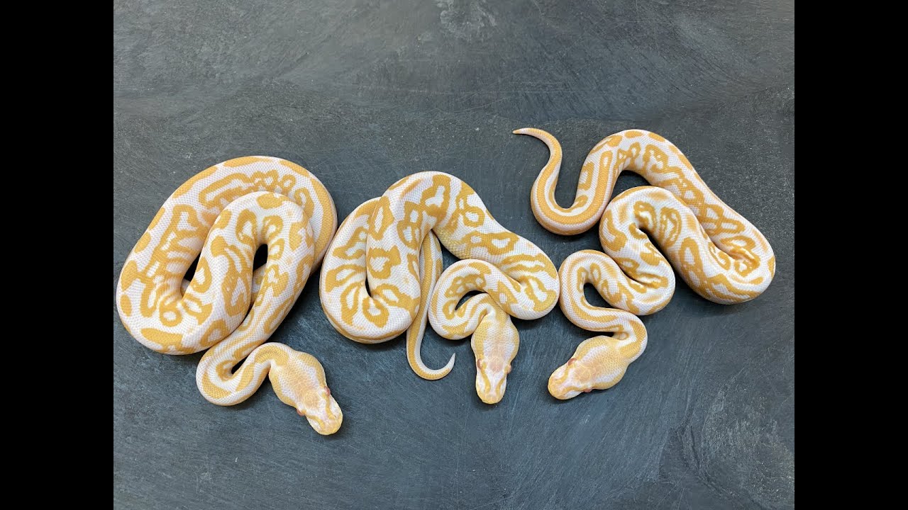 G-Stripe is a morph the future! Get in now!