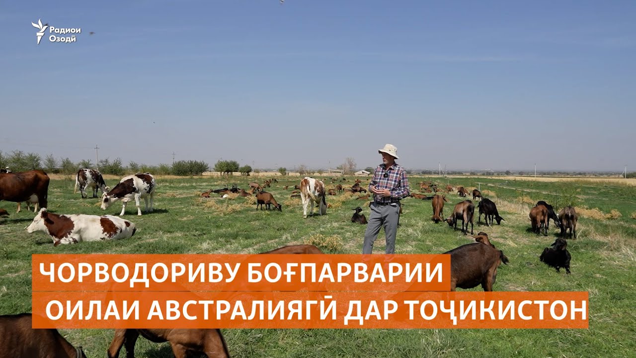 Чорводориву боғпарварии оилаи австралиягӣ дар Тоҷикистон