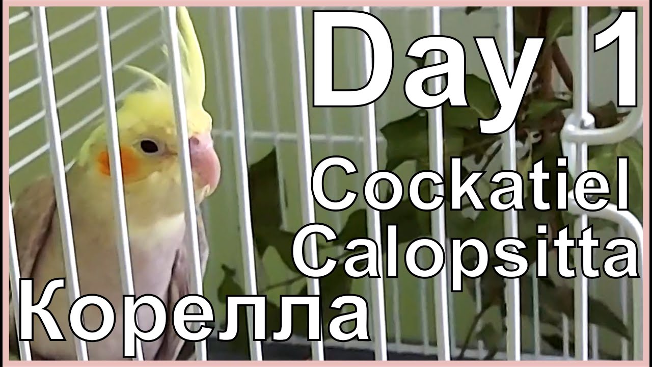 Funny Cockatiel Day 1. Life of Cockatiel. Vita da calopsitta. Жизнь кореллы