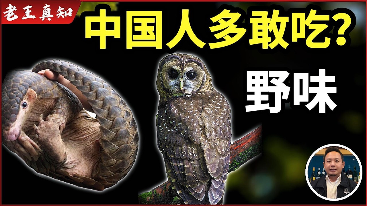 老王来了：中国人有多敢吃野味？｜但有些动物千万别吃｜