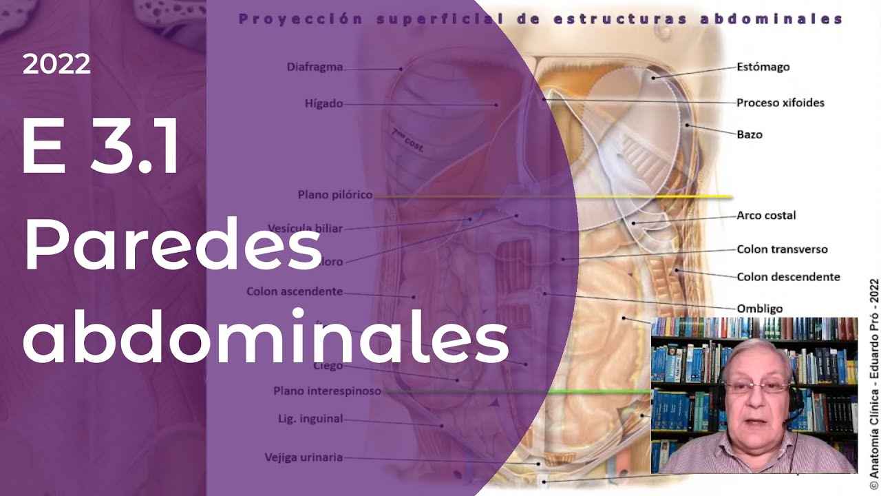 E3.1 | Paredes abdominales | Profesor Eduardo A. Pr&oacute; | Anatom&iacute;a 2 | FMed UBA