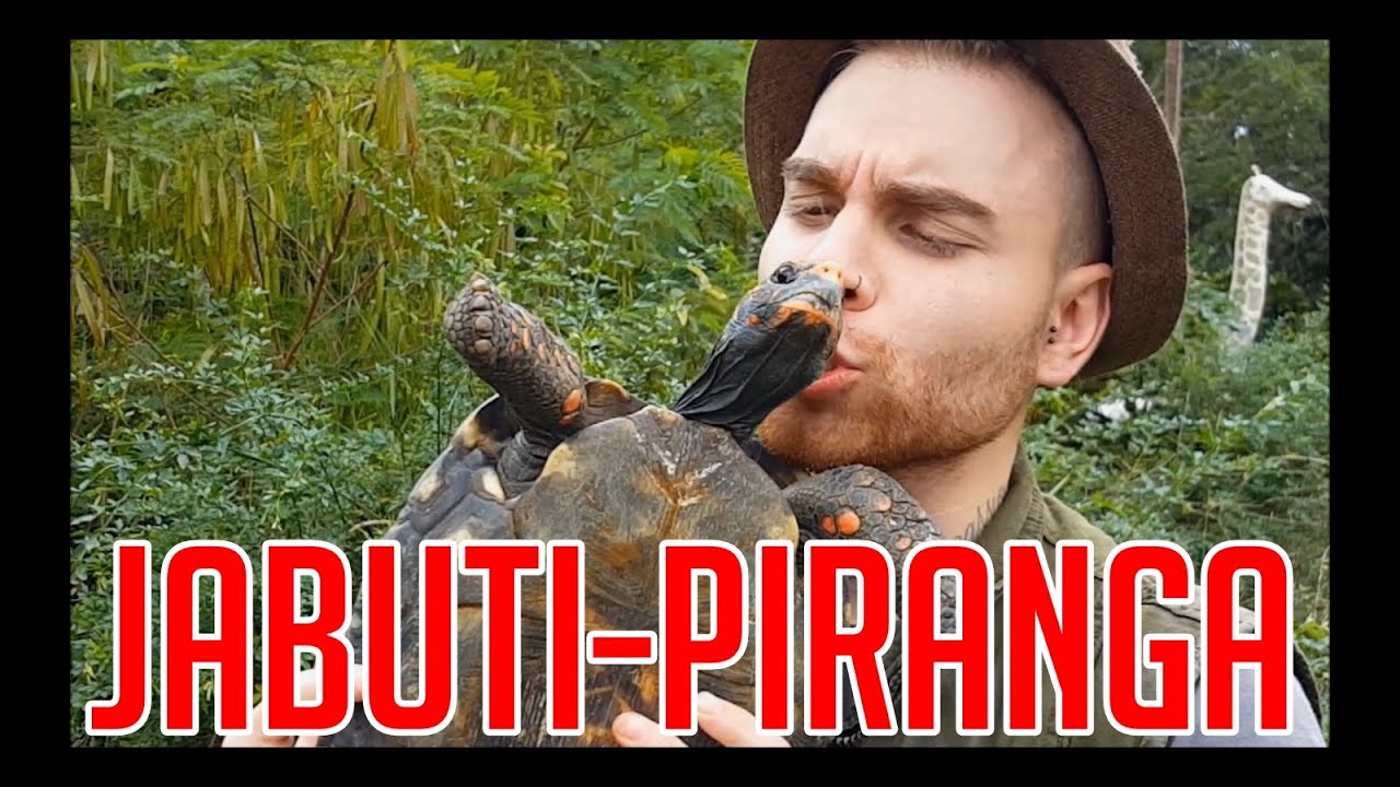 Papo de Biólogo: Jabuti!