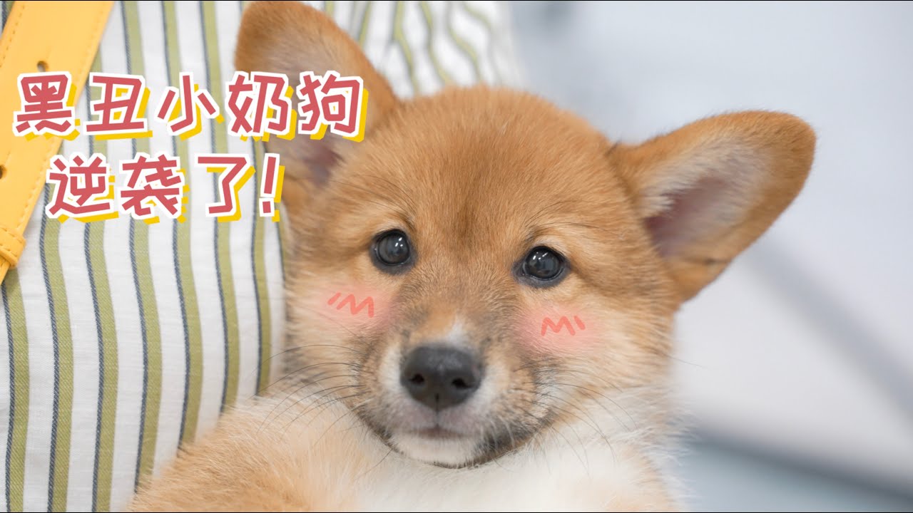 黑丑的小奶狗不要扔，长大了会逆袭