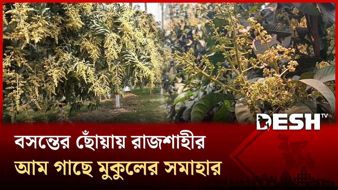 বসন্তের আমেজ; মুকুলে ভরে উঠছে রাজশাহীর আমবাগান | Mango bud |  Rajshahi | Desh TV