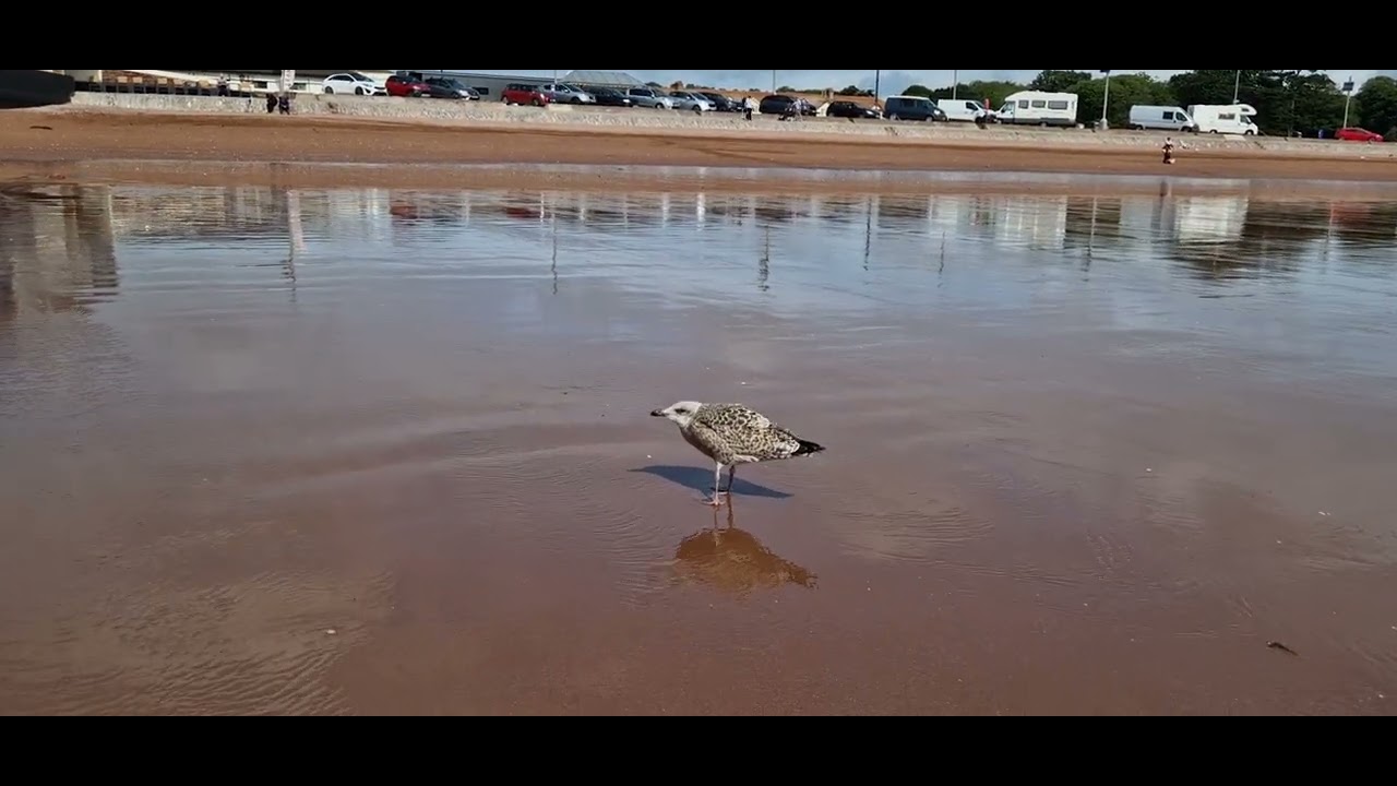 walk along Paignton beach #paignton #beach #sea