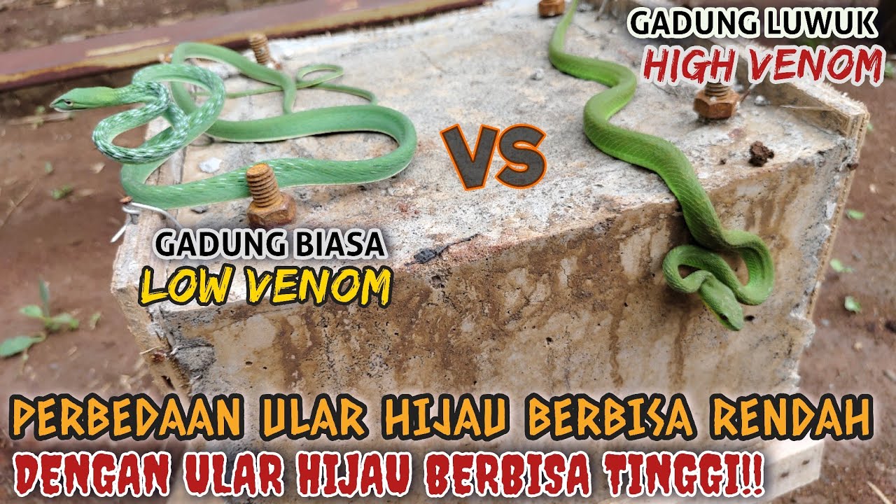 PERBEDAAN 2 JENIS ULAR HIJAU YANG BERBISA RENDAH DAN BERBISA TINGGI | WAJIB TAHU‼️