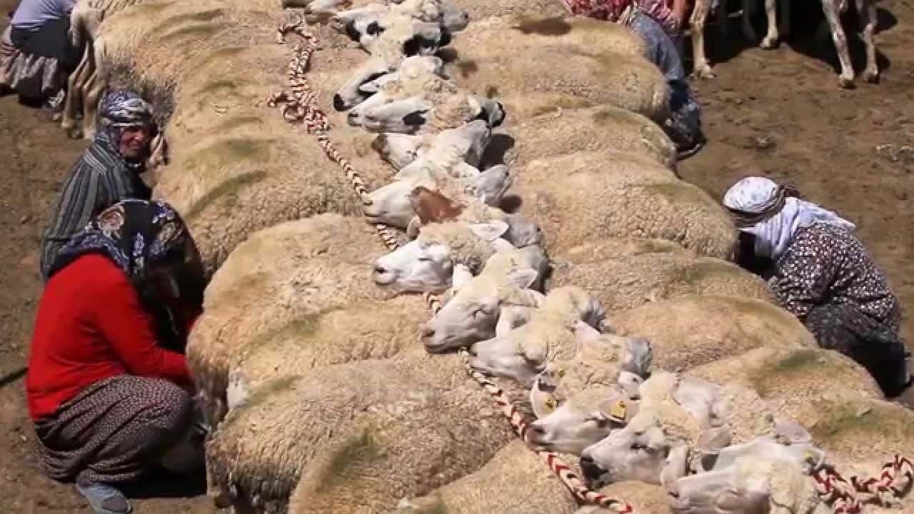 MEKE'NİN SÜRÜLERİ...